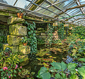 Pond with exotic plants as part of the camellia show in one of the greenhouses of the Landschloss Pirna Zuschendorf in Saxony, Germany