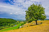 Willow beech (Fagus sylvatica), Eselsburg Valley, Swabian Jura, Baden-Württemberg, Germany, Europe