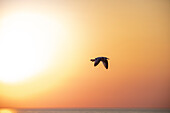 Seagull by the sea, sunset, Baltic Sea, Western Pomerania Lagoon Area National Park, Fischland-Darß-Zingst, Mecklenburg-West Pomerania, Germany