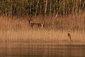 Deer and crane in the reeds on the banks of the Rederangsee, Müritz, Waren. Mecklenburg Western Pomerania, Germany