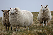 Three sheep with thick wool
