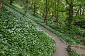 path through forest. Malham, UK. wild garlic blossom.