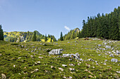 Kühe auf der Alm, auf dem Weg zum Geigelstein. Schleching, Chiemgauer Alpen, Chiemgau, Oberbayern, Deutschland, Europa,