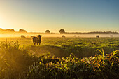 Cows shrouded in early morning mist on a pasture at sunrise. Uckermünde, Szczecin Lagoon, Mecklenburg-West Pomerania, Germany, Europe