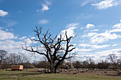 Gnarled tree, flock of sheep, Herrenkrugpark, Magdeburg, Saxony-Anhalt, Germany