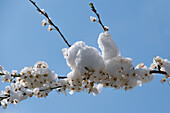 Detailaufnahme von Blüten Baum mit Schnee, München, Bayern, Deutschland, Europa