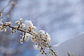 Detail shot of blossom tree with snow, Munich, Bavaria, Germany, Europe