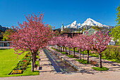 Japanische Kirschblüte im Kurgarten von Berchtesgaden vor dem Watzmann (2.713 m), Oberbayern, Bayern, Deutschland