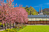 Japanische Kirschblüte im Kurgarten von Berchtesgaden, Oberbayern, Bayern, Deutschland