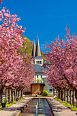Japanese cherry blossom in the Kurgarten of Berchtesgaden, Upper Bavaria, Bavaria, Germany