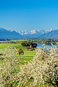 Blick über den Riegsee auf die Bayerischen Alpen, Riegsee, Oberbayern, Bayern, Deutschland