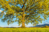 Oak tree in spring behind the Herzogstand, Riegsee, Upper Bavaria, Bavaria, Germany