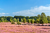 Heidschnucken in der Lüneburger Heide bei Bispingen, Niedersachsen, Deutschland