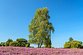 Birke in der Lüneburger Heide bei Bispingen, Niedersachsen, Deutschland