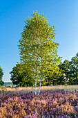 Heather blossom in the Lüneburg Heath, Bispingen, Lower Saxony, Germany