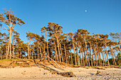 Forest on the west beach near Born, Fischland-Darß-Zingst, Mecklenburg-West Pomerania, Germany