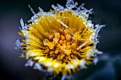 Frozen coltsfoot after a frosty night, Bavaria, Germany