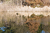 Pond with water reflection of dry reeds and bushes with autumn leaves