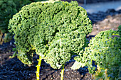 reifer Grünkohl, Brassica oleracea var. sabellica, im Gemüsebeet