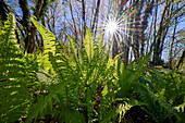 The spring sun shines through the trees onto a fresh fern, Bad Honnef, NRW, Germany