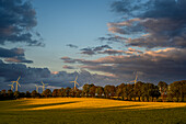 Rapsfelder bei Travenmünde, Lübeck, Lübecker Bucht, Deutschland