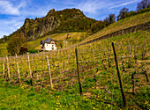 Vineyard at Drachenfels with Villa Domley and sentry box, Bad Honnef, North Rhine-Westphalia, Germany