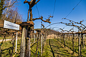 Weinreben am kleinen Weintor an der Deutschen Weinstraße, Schweigen-Rechtenbach, Südliche Weinstraße, Rheinland-Pfalz, Deutschland, Europa