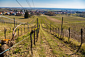 Blick ins Rheinthal vom kleinen Weintor, Schweigen-Rechtenbach, Südliche Weinstraße, Rheinland-Pfalz, Deutschland, Europa