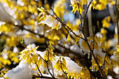 blooming forsythia, forsythia, with snow and ice crystals