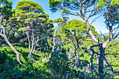 Kiefernwald auf der Insel Koločep nahe Dubrovnik, Kroatien