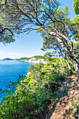 Küste der Insel Koločep nahe Dubrovnik, Kroatien