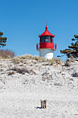 Gellen lighthouse, Western Pomerania Lagoon Area National Park, Hiddensee Island, Mecklenburg-West Pomerania, Germany