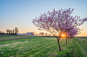 Sonnenuntergang mit blühenden Mandelbäumen am Geilweilerhof Siebeldingen, Deutsche Weinstraße, Pfälzerwald, Südliche Weinstraße, Rheinland-Pfalz, Deutschland