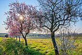 Sonnenaufgang mit Mandelblüten am Hofgut und ehemaligen Kloster Geilweilerhof, Siebeldingen, Deutsche Weinstraße, Pfälzerwald, Südliche Weinstraße, Rheinland-Pfalz, Deutschland