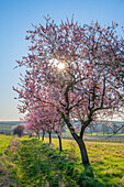 Sonnenaufgang mit Mandelblüten am Hofgut und ehemaligen Kloster Geilweilerhof, Siebeldingen, Deutsche Weinstraße, Pfälzerwald, Südliche Weinstraße, Rheinland-Pfalz, Deutschland