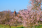 Almond blossom at the Hofgut and former monastery Geilweilerhof, today Institute for Vine Breeding Siebeldingen, German Wine Route, Palatinate Forest, Southern Wine Route, Rhineland-Palatinate, Germany