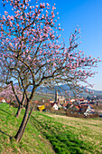 Blühende Mandelbäume mit Blick aus dem Weinberg auf das Dorf Birkweiler, Deutsche Weinstraße, Pfälzerwald, Südliche Weinstraße, Rheinland-Pfalz, Deutschland