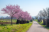 Blühende Mandelbäume mit Blick nach Rhodt unter Riedburg, Rhodt unter Rietburg, Deutsche Weinstraße, Südliche Weinstraße, Rheinland-Pfalz, Deutschland