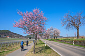 Landstraße bei Haardt zur Zeit der Mandelblüte, Gimmeldingen, Neustadt an der Weinstrasse, Deutsche Weinstraße, Rheinland-Pfalz, Deutschland