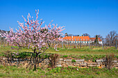 Schlösschen Hiltbrandseck near Gimmeldingen at the time of the almond blossom, Gimmeldingen, Neustadt an der Weinstrasse, German Wine Route, Rhineland-Palatinate, Germany