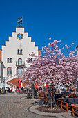 Rathausplatz mit blühenden Mandelbäumen, Landau in der Pfalz, Deutsche Weinstraße, Südliche Weinstraße, Rheinland-Pfalz, Deutschland