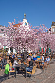 Rathausplatz mit blühenden Mandelbäumen, Landau in der Pfalz, Deutsche Weinstraße, Südliche Weinstraße, Rheinland-Pfalz, Deutschland