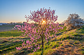 Sunset with blossoming almond trees at Geilweilerhof Siebeldingen, German Wine Route, Palatinate Forest, Southern Wine Route, Rhineland-Palatinate, Germany