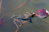 Grüner Frosch auf einem Lotusblatt im See