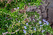 Biene auf einer Capri-Rosmarinpflanze mit Nahaufnahme der Blüte, Rosmarinus Officinalis "Prostratus"