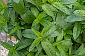 Close-up of a Mentha plant species &#39;chutney&#39;