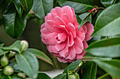 Nahaufnahme der rosafarbenen Blüten der Camellia Japonica ,Il Tramonto' im Landschloss Zuschendorf, Sachsen, Deutschland