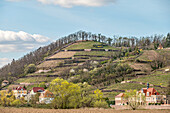 Weinberge des Spaargebirges vom Elberadweg zwischen Dresden und Meissen am linken Elbufer aus gesehen, Sachsen, Deutschland