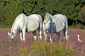 Weiße Pferde stehen in einem Feld mit Meerlavendel (Limonium carolinianum), Bouches-du-Rhone, Provence-Alpes-Cote d'Azur, Frankreich