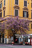 Tree blossom, Rome, Lazio, Italy, Europe